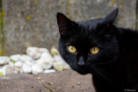 Schwarze Katze im Blick
