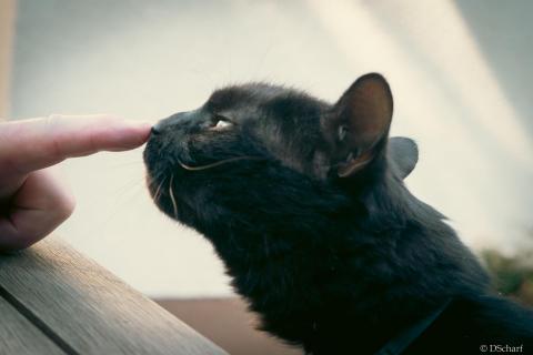 Schwarze Katze Nasenstups