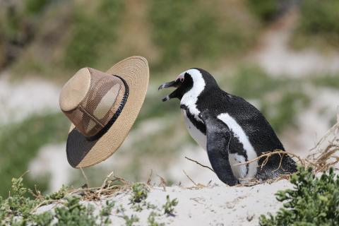 Pinguin wird in Kapstadt von einem Hut 