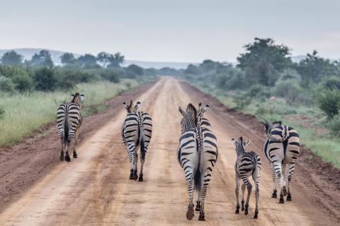 Freilebende Zebra-Familie auf der Straße in Südafrika