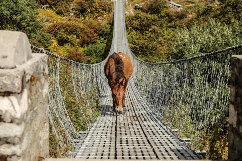 Ein Pferd kommt uns im Himalaya auf einer Brücke entgegen 