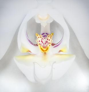Innenleben einer Orchidee