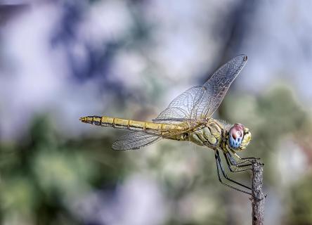 eine Libelle beim Zwischenstopp