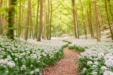 Blühender Bärlauchwald