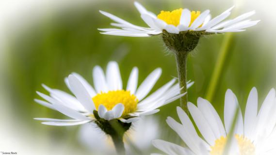 Gänseblümchen 20121