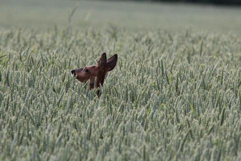 REH IM FELD