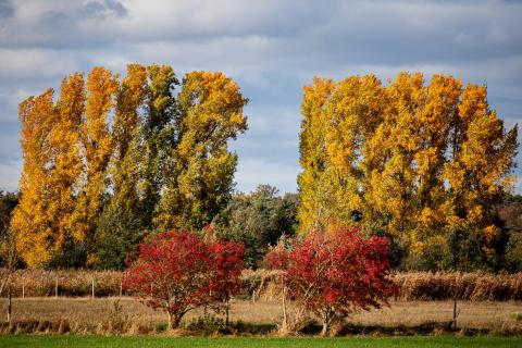 Symmetrie im Herbst