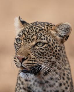 Portrait eines Leoparden