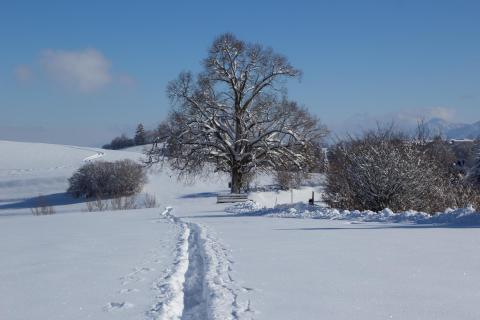 Spuren im Schnee