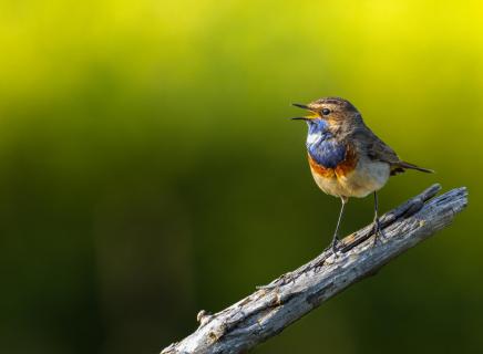 Blaukehlchen am Morgen