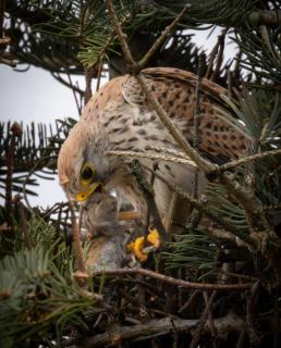 Turmfalke mit Beute