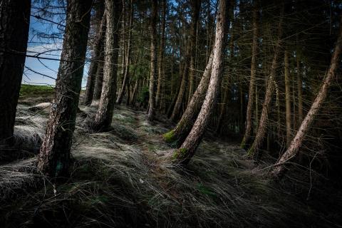 Mystischer Wald