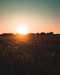 Sonnenuntergang in den Feldern