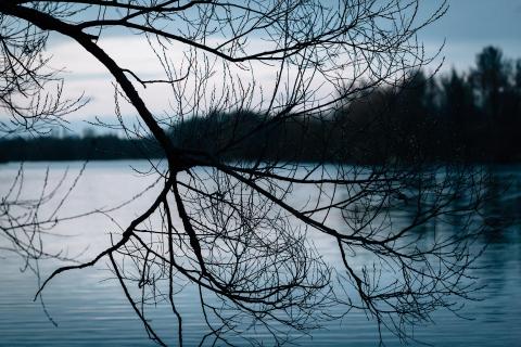 Ast und Zweige am See in Abendstimmung