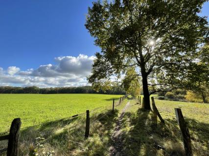 Waldspaziergang