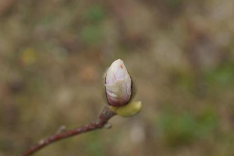 Magnolienblüte