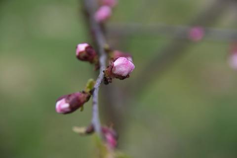 Aprikosenbaum-Blüte