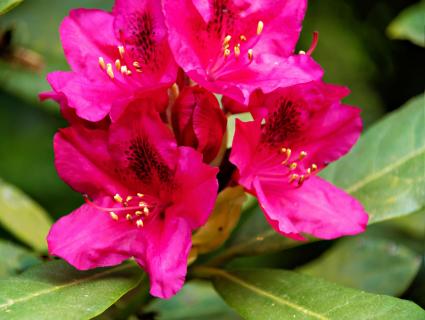 Rhododendron Blüte