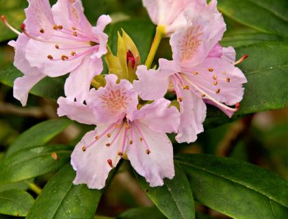 Rhododendron Blüte zartes Rosa
