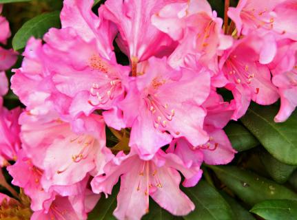 Rhododendron Blüte 