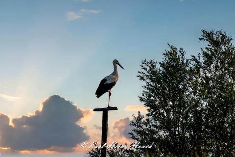 Storch