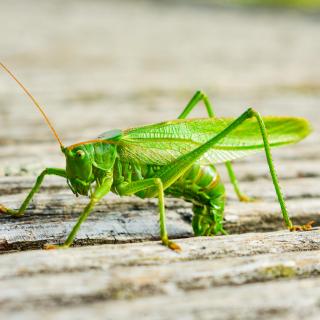 grosse gruene Heuschrecke bei der Eierablage