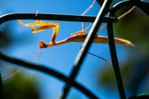 braune Mantis an einem Zaun in Arco Italien