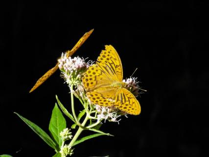 zwei Kaisermantel Schmetterlinge vor schwarzem Hintergrund