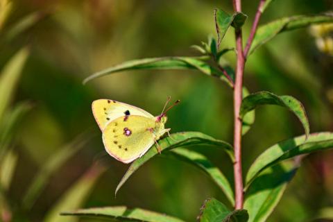 gelber Schmetterling an einer Pflanze