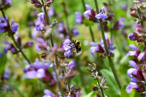 Hummel im Flug an Wiesensalbei