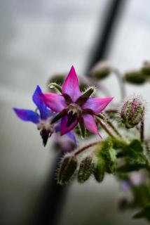 Blueten eines pinken und lila Borretsch mit Tautropfen