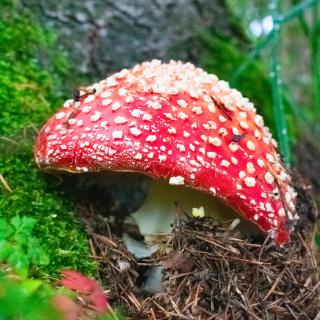 roter Fliegenpilz mit grossem Hut im Herbstwald 