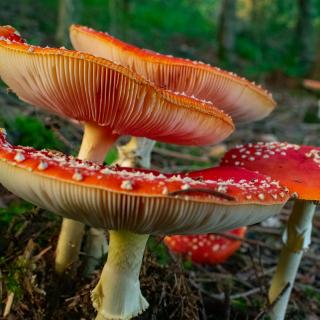 Fliegenpilze Gruppe im herbstlichen Wald Makro