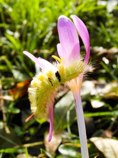 Buchenstreckfuß- Raupe an einer Blüte einer Herbstzeitlosen 