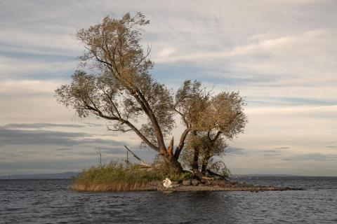 Inselchen im Bodensee