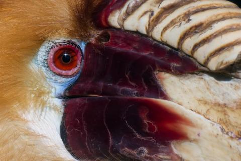 Papuahornvogel