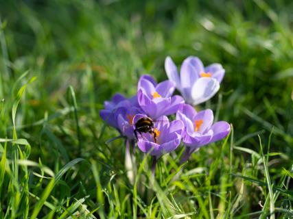 Hummel bei der Arbeit