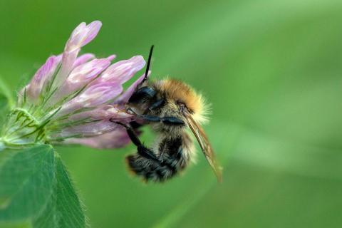 Hummel auf Kleeblüte