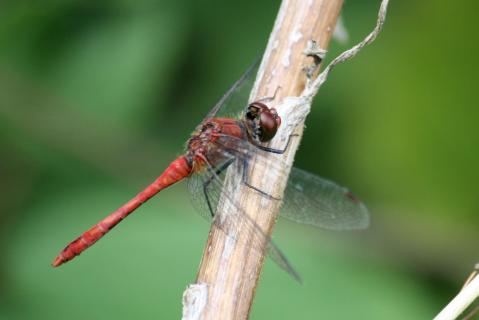 Rote Libelle