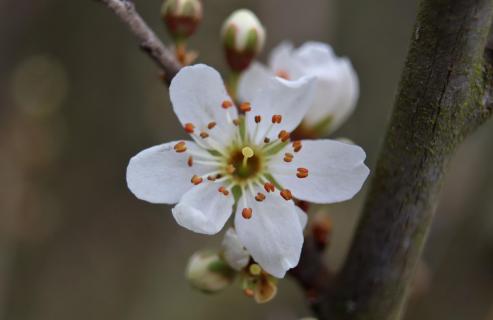 Blütenzweig