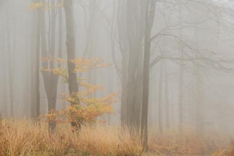 Nebelwald