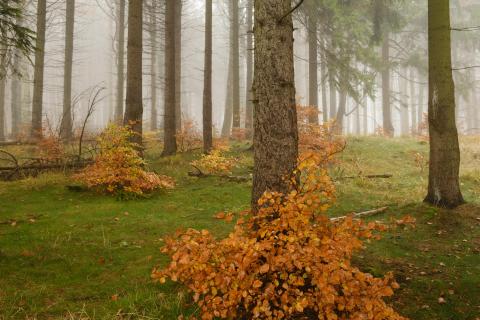 Herbstwald