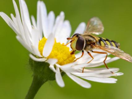 Schwebfliege auf Gänseblümchen