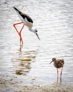 Stelzenläufer mit Rotschenkel