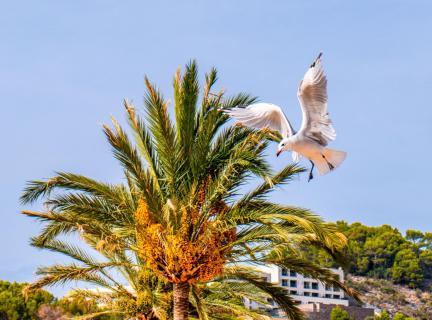 Möwe im Landeanflug