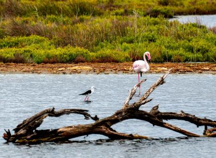 rosa Flamingo mit Stelzenläufer