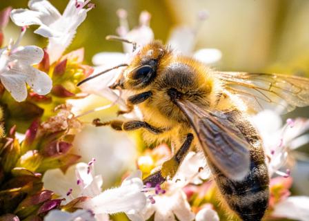 Honigbiene auf Oregano-Blüte
