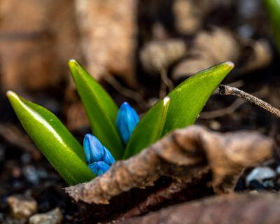 Blausterne im Doppelpack