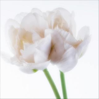 Tulpen