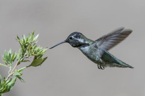 Kolibri